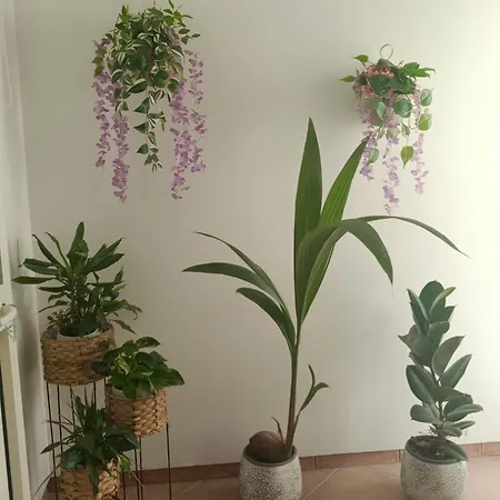 Charming House Smart Apartamento